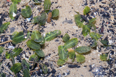 Halophila ovalis
