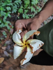 Chonemorpha fragrans, photograph (c) Ashwin A, some rights reserved (CC BY)