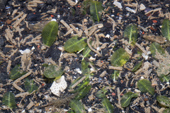 Halophila ovalis