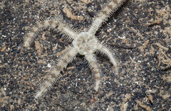 Macrophiothrix