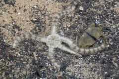 Macrophiothrix