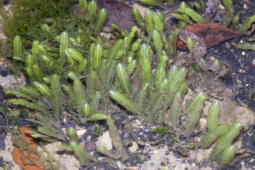 Caulerpa taxifolia