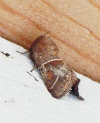 Lemmeria digitalis