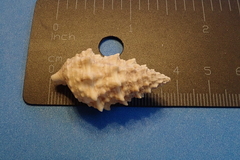 Cerithium echinatum
