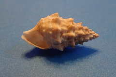 Cerithium echinatum