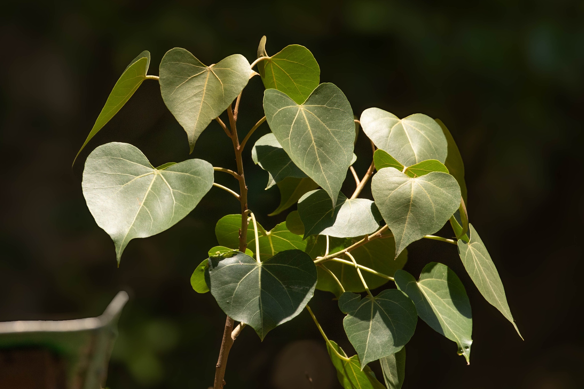 Thespesia populnea — ảnh 3