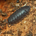 Porcellio pumicatus - Photo (c) Hectonichus, some rights reserved (CC BY-SA)