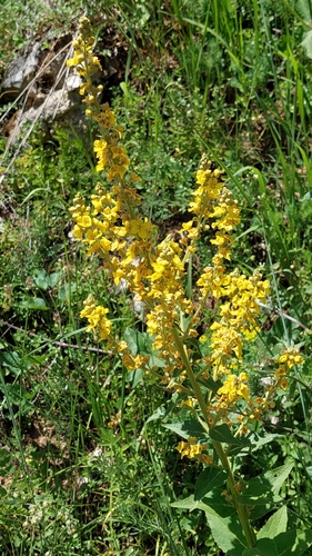 Verbascum lychnitis ssp. lychnitis