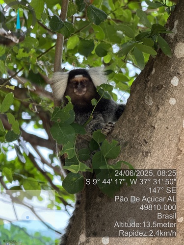 Common Marmoset