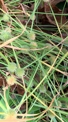 Cyperus brevifolioides