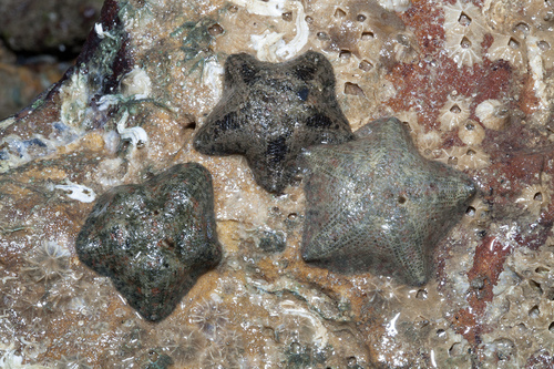Cryptasterina pentagona
