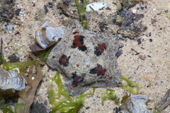 Cryptasterina pentagona