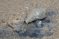 Volegalea cochlidium