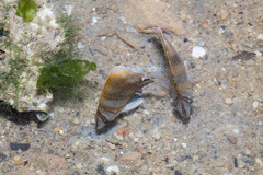 Parachaetodon ocellatus