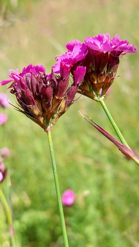 Carthusian Pink
