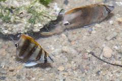 Parachaetodon ocellatus