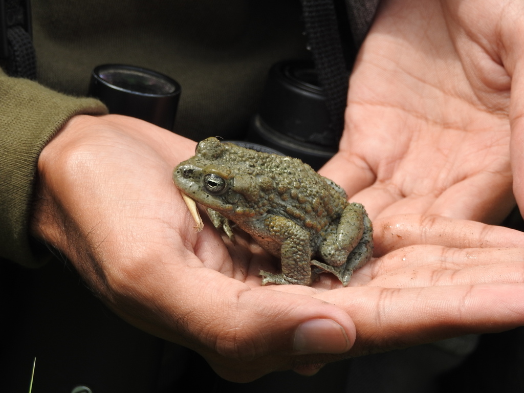 Batura Glacier Toad