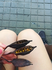 Brachychiton populneus