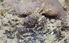 Pilumnidae