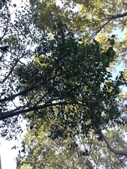 Brachychiton populneus