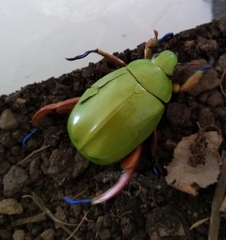 Chrysina macropus