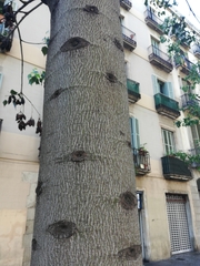 Brachychiton populneus