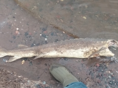 Acipenser fulvescens