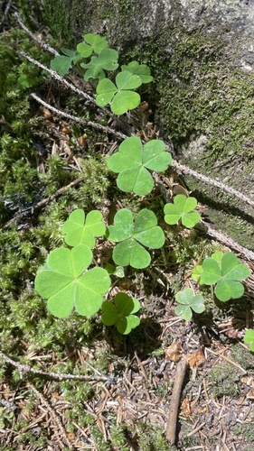European wood-sorrel