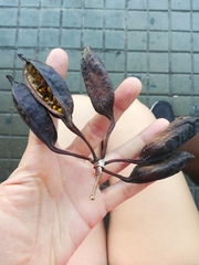 Brachychiton populneus