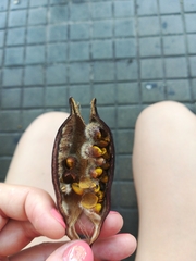 Brachychiton populneus