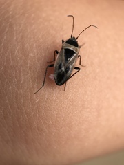 Xanthochilus saturnius