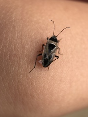 Xanthochilus saturnius