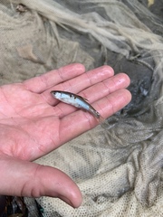 Lythrurus umbratilis