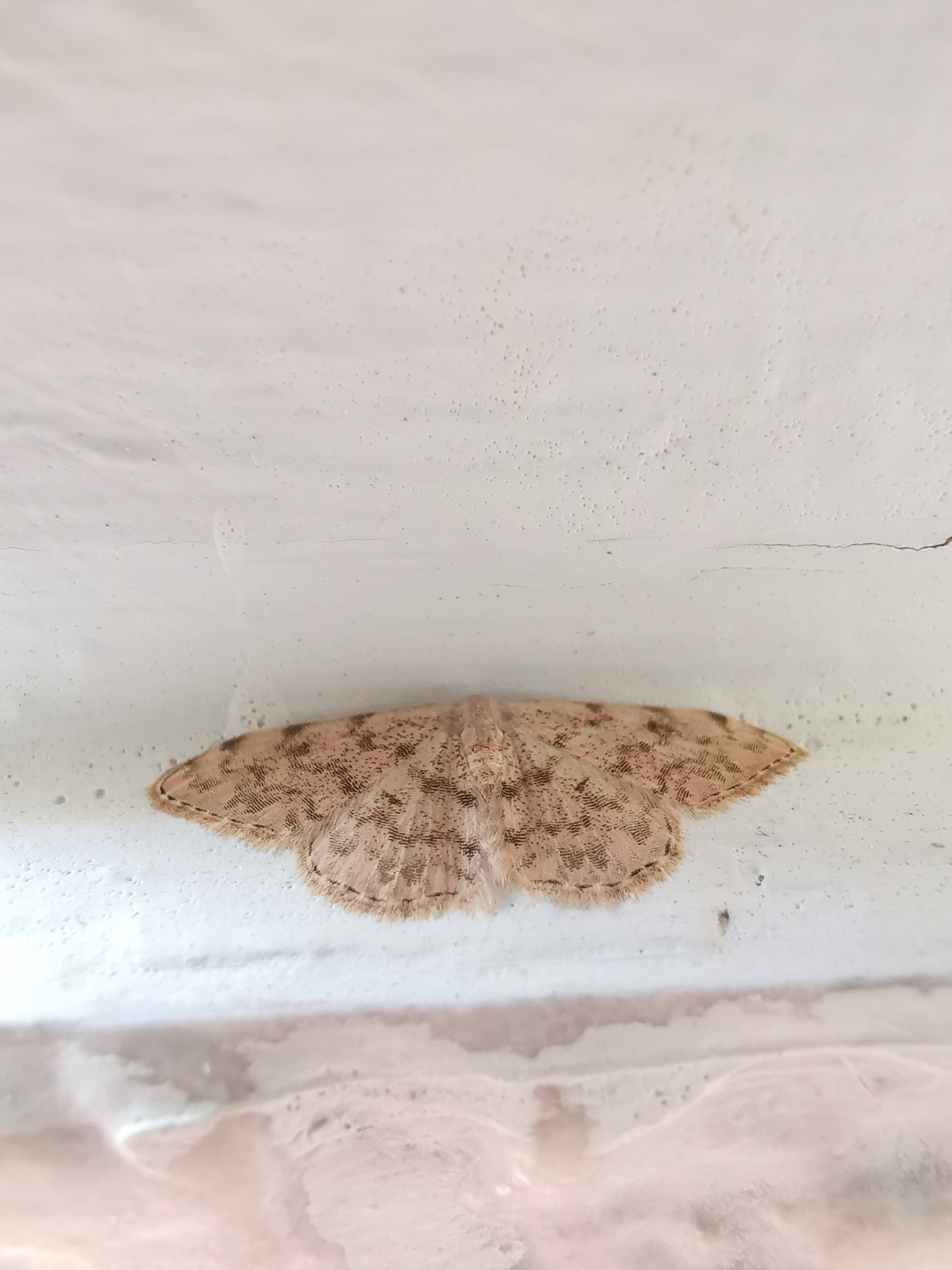 Glossotrophia asellaria