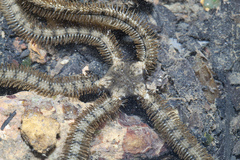 Macrophiothrix