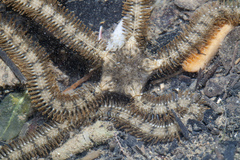 Macrophiothrix