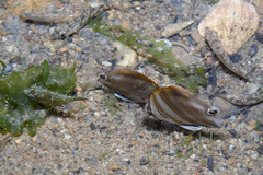 Parachaetodon ocellatus