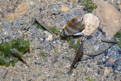 Parachaetodon ocellatus