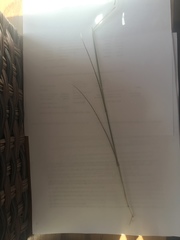 Elymus smithii