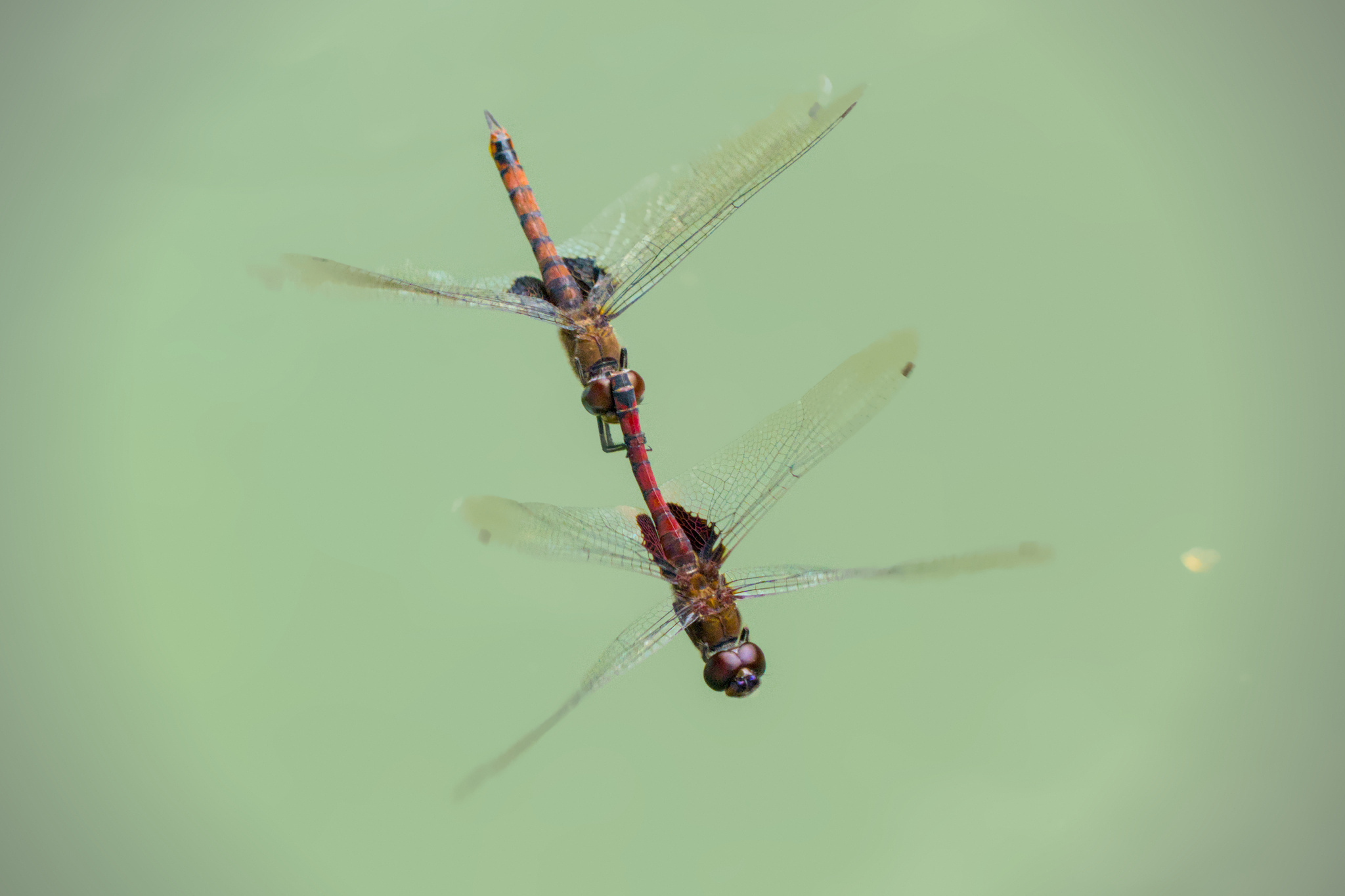 Black Marsh Trotter