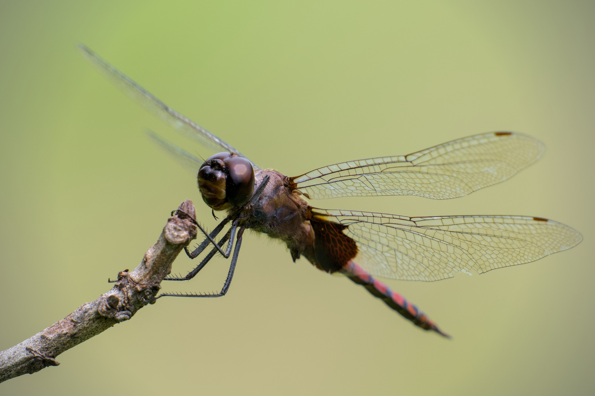 Black Marsh Trotter