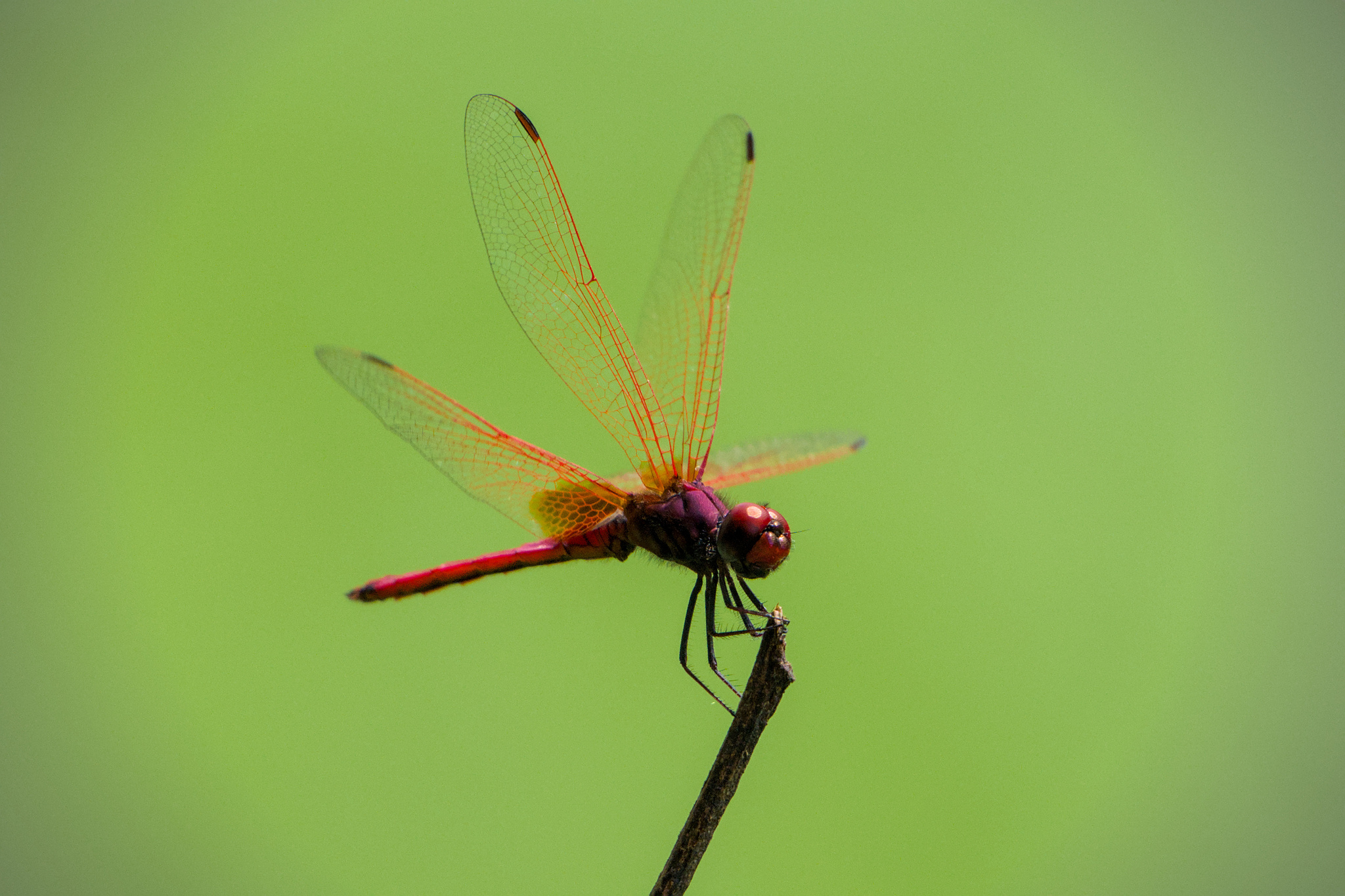 Crimson Marsh Glider