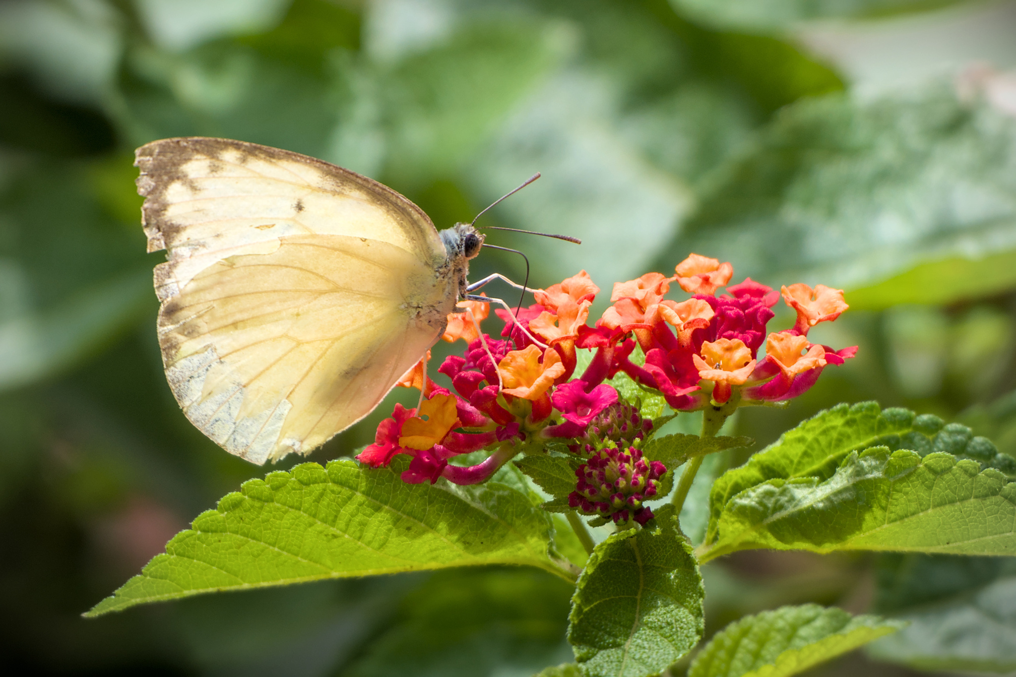 Lemon Emigrant