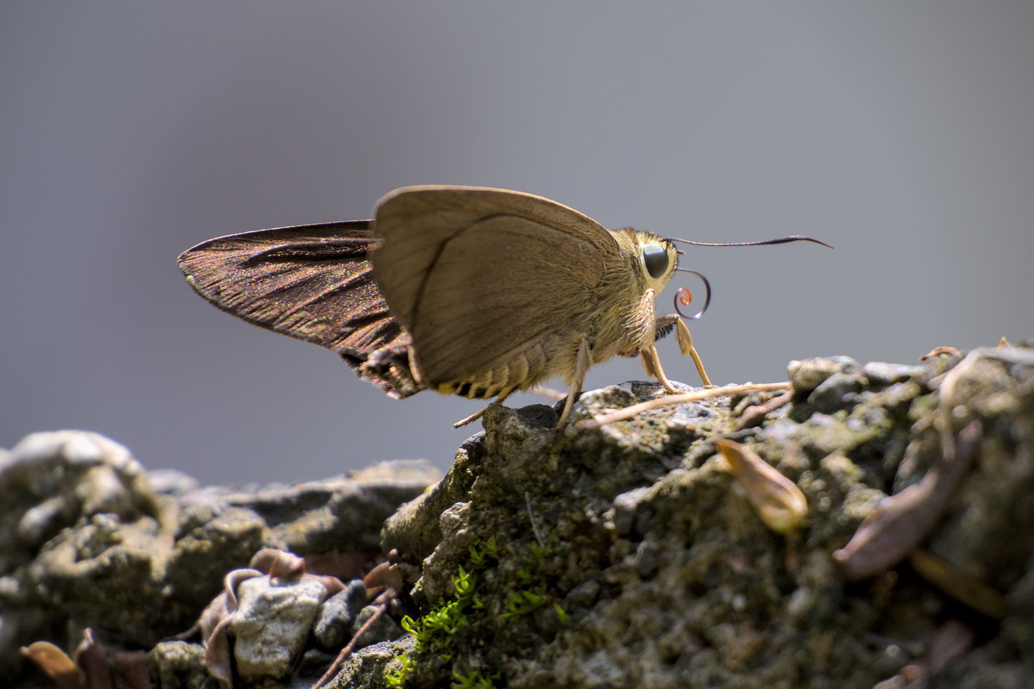 Brown Awl