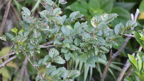 Ilex kusanoi, photograph 2