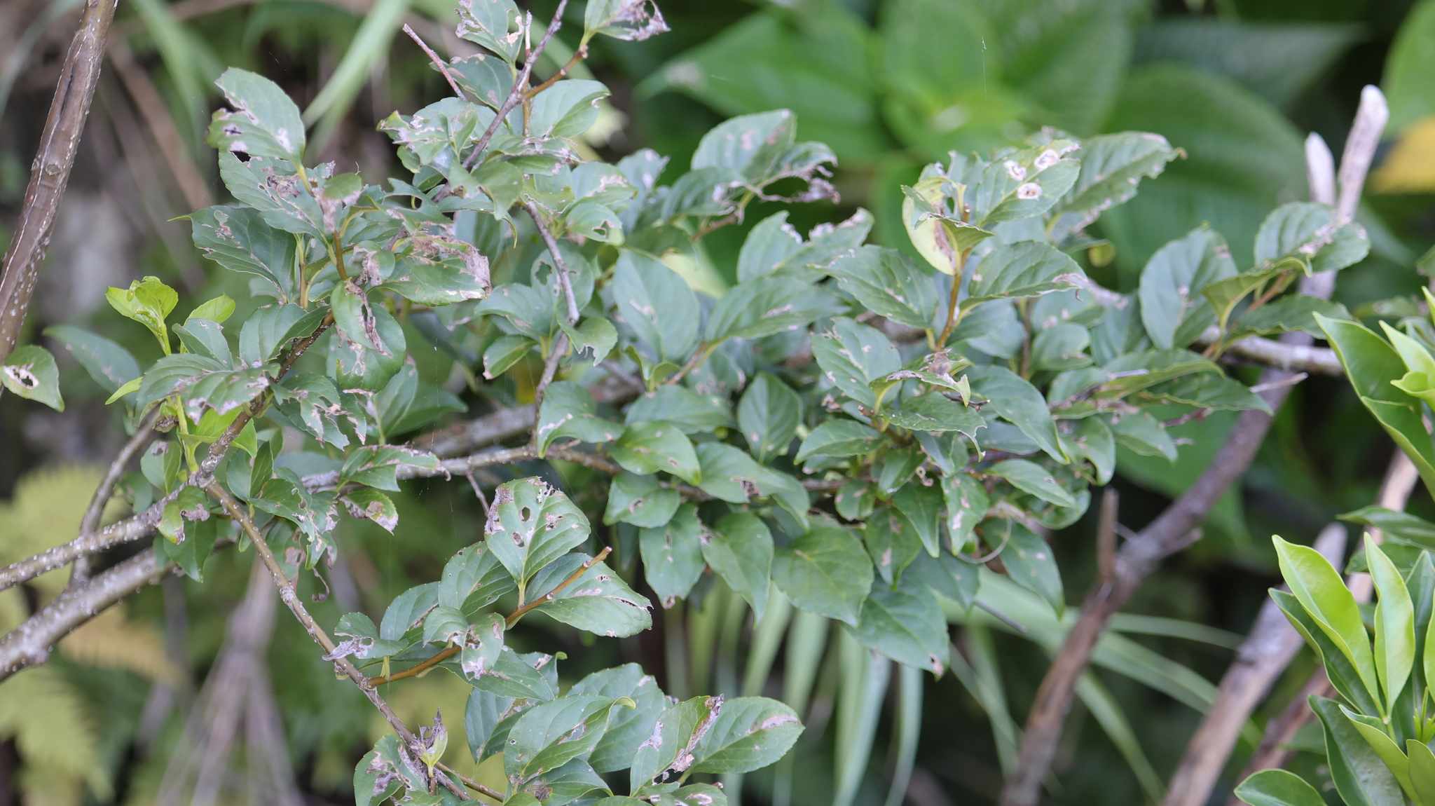 Imagem de Ilex kusanoi