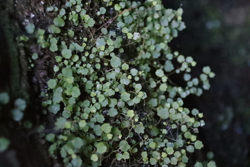 Smooth Softbell (Wimmerella pygmaea)