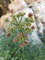 Cymopterus panamintensis acutifolius