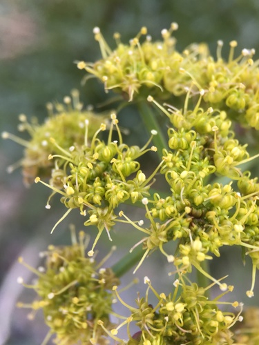 Image of Cymopterus panamintensis by (c) Matt Berger, some rights reserved (CC BY)