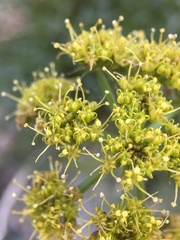 Cymopterus panamintensis acutifolius